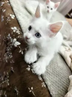60天缅因猫崽出售。有五爪和六爪还有异瞳都是白色