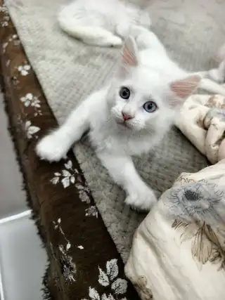 60天缅因猫崽出售。有五爪和六爪还有异瞳都是白色