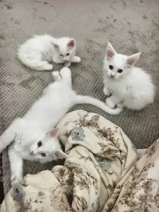 60天缅因猫崽出售。有五爪和六爪还有异瞳都是白色