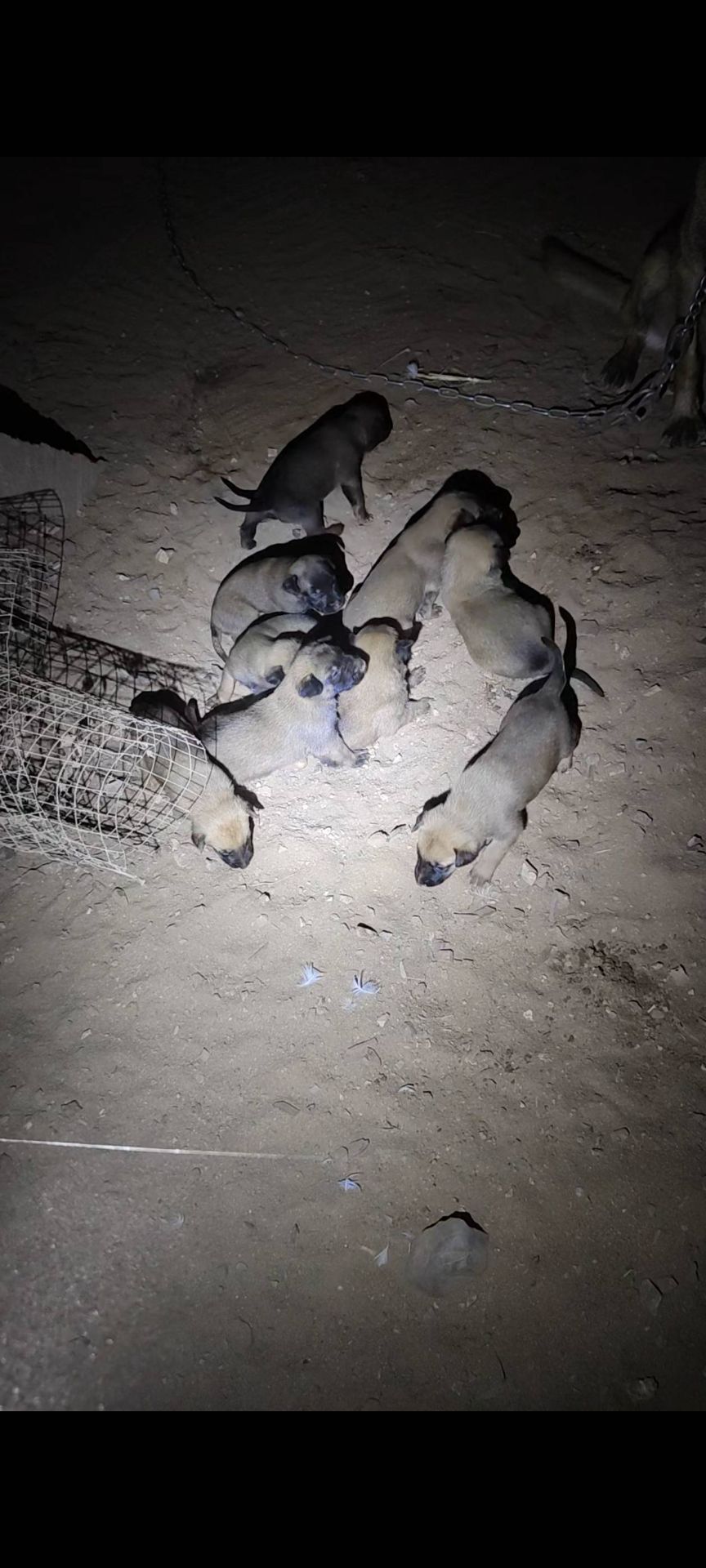 出售马犬狗崽