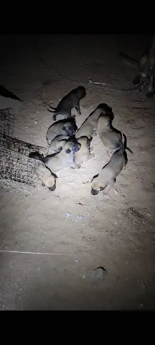 出售马犬狗崽