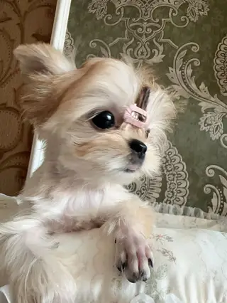 约克夏妹妹奶白金一指鼻会上厕所能听懂指令，疫苗齐全，可以带到宠物店检测，喜欢的联系