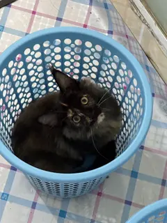 领养小猫 4个月缅因玳瑁妹妹 活泼粘人 会用猫砂盆 健康 疫苗已打完 主人要搬家不能养了 想要的可以