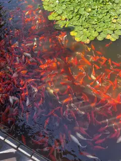 用了三个月的100寸电视5000元，全新的1.2米烤肉炉子750元，工程板50元，即食海参105元，