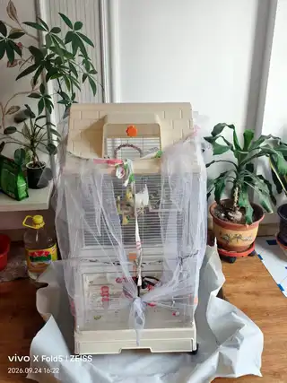 玄凤鹦鹉一对，买鸟送笼子