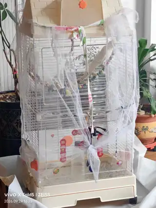 玄凤鹦鹉一对，买鸟送笼子