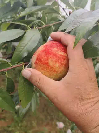 打个广告，感谢大家 老丈人自家桃园，无农药残留，无膨大剂，需要可以联系我 电话微信 138****5