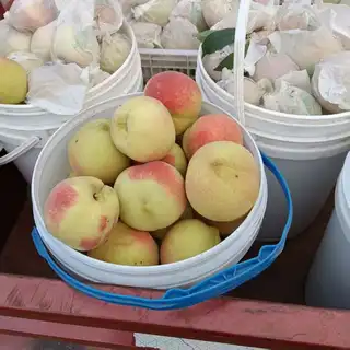 打个广告，感谢大家 老丈人自家桃园，无农药残留，无膨大剂，需要可以联系我 电话微信 138****5