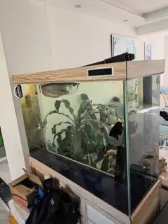 鱼缸，加鱼