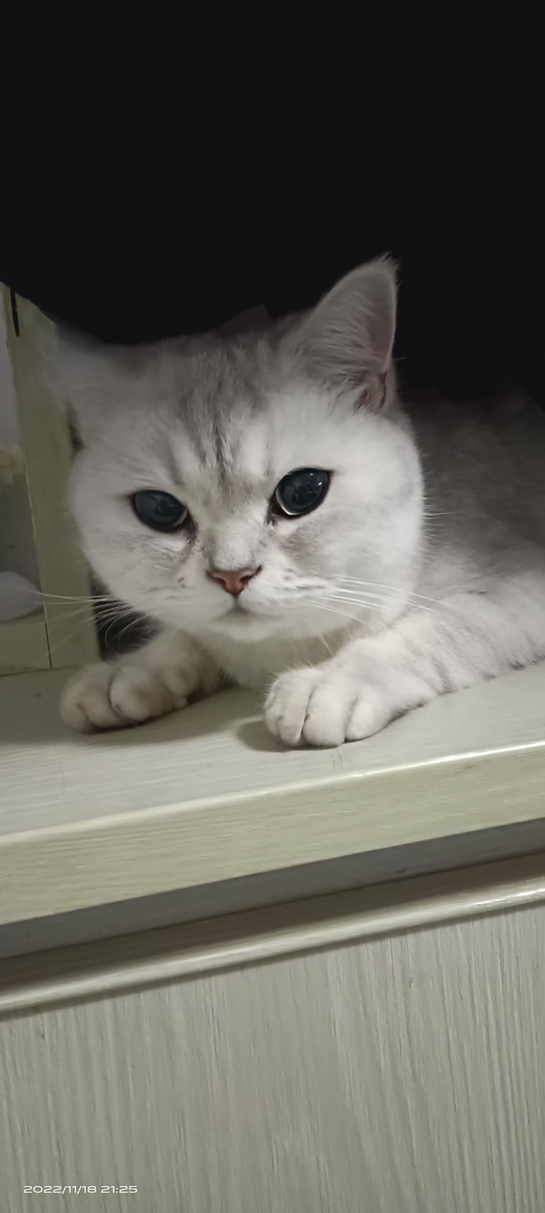 银渐层猫，温顺不讨人厌，求一位养过猫的爱心人士无偿收养，不要虐待，不要因一时新鲜而领养，送猫粮，猫砂