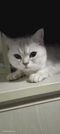 银渐层猫，温顺不讨人厌，求一位养过猫的爱心人士无偿收养，不要虐待，不要因一时新鲜而领养，送猫粮，猫砂
