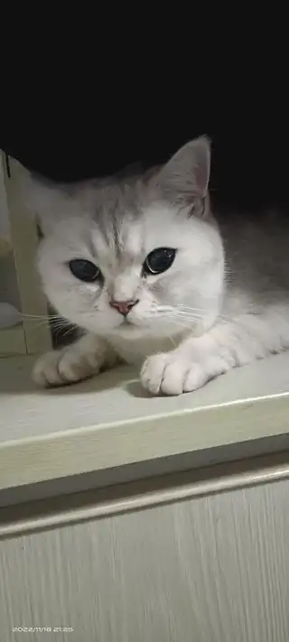 银渐层猫，温顺不讨人厌，求一位养过猫的爱心人士无偿收养，不要虐待，不要因一时新鲜而领养，送猫粮，猫砂