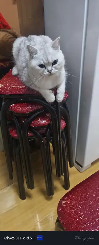 银渐层猫，温顺不讨人厌，求一位养过猫的爱心人士无偿收养，不要虐待，不要因一时新鲜而领养，送猫粮，猫砂