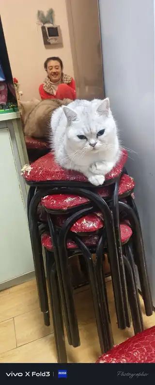 银渐层猫，温顺不讨人厌，求一位养过猫的爱心人士无偿收养，不要虐待，不要因一时新鲜而领养，送猫粮，猫砂