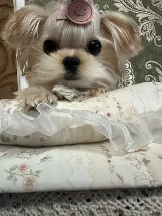 约克夏妹妹喜欢私聊