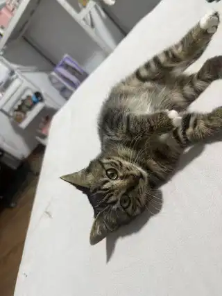本人有一只小猫，今天下午在银鹅附近跑丢了，一只小狸花两三个月大，名字叫溜溜，希望看到的人可以联系我一