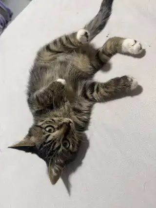 本人有一只小猫，今天下午在银鹅附近跑丢了，一只小狸花两三个月大，名字叫溜溜，希望看到的人可以联系我一