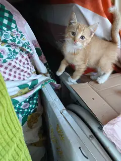 可爱小猫咪，一个多月，会用猫砂，干净可爱，找领养，要求不离不弃有病就医