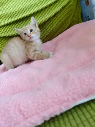 可爱小猫咪，一个多月，会用猫砂，干净可爱，找领养，要求不离不弃有病就医
