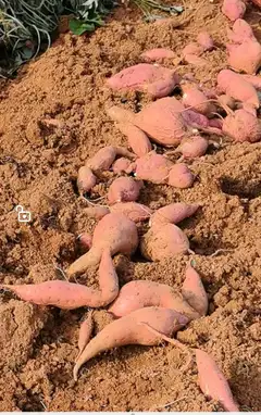 自家种的地瓜一点化肥没放，纯绿色食品。吃不了了卖点。