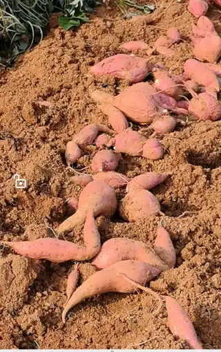 自家种的地瓜一点化肥没放，纯绿色食品。吃不了了卖点。
