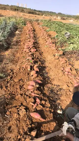 自家种的地瓜一点化肥没放，纯绿色食品。吃不了了卖点。