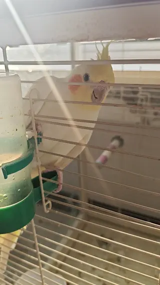 出售成年玄凤一只，母鸟可以当配对繁殖用