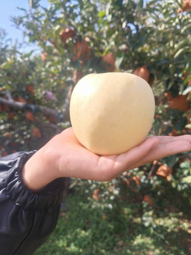 东岗前大地维纳斯苹果，中果和 果漏都有货，口感纯甜，皮薄，水分足。联系电话，139****9694