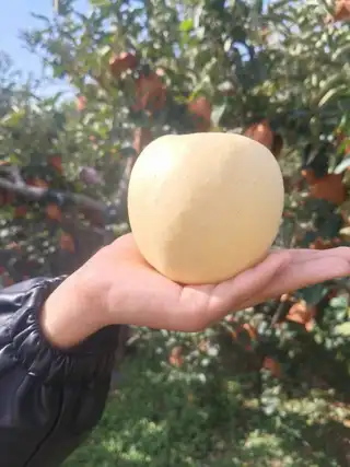 东岗前大地维纳斯苹果，中果和 果漏都有货，口感纯甜，皮薄，水分足。联系电话，139****9694