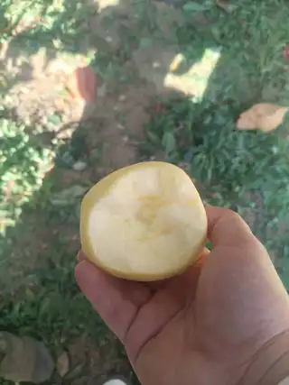 东岗前大地维纳斯苹果，中果和 果漏都有货，口感纯甜，皮薄，水分足。联系电话，139****9694