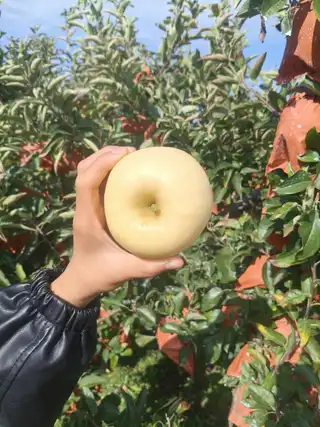 东岗前大地维纳斯苹果，中果和 果漏都有货，口感纯甜，皮薄，水分足。联系电话，139****9694