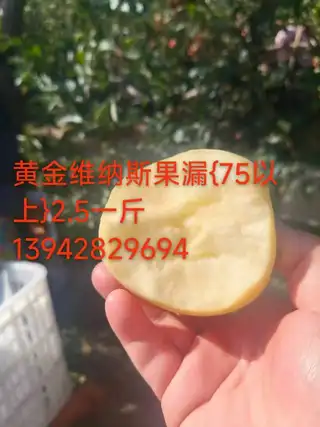 东岗前大地维纳斯苹果，中果和 果漏都有货，口感纯甜，皮薄，水分足。联系电话，139****9694
