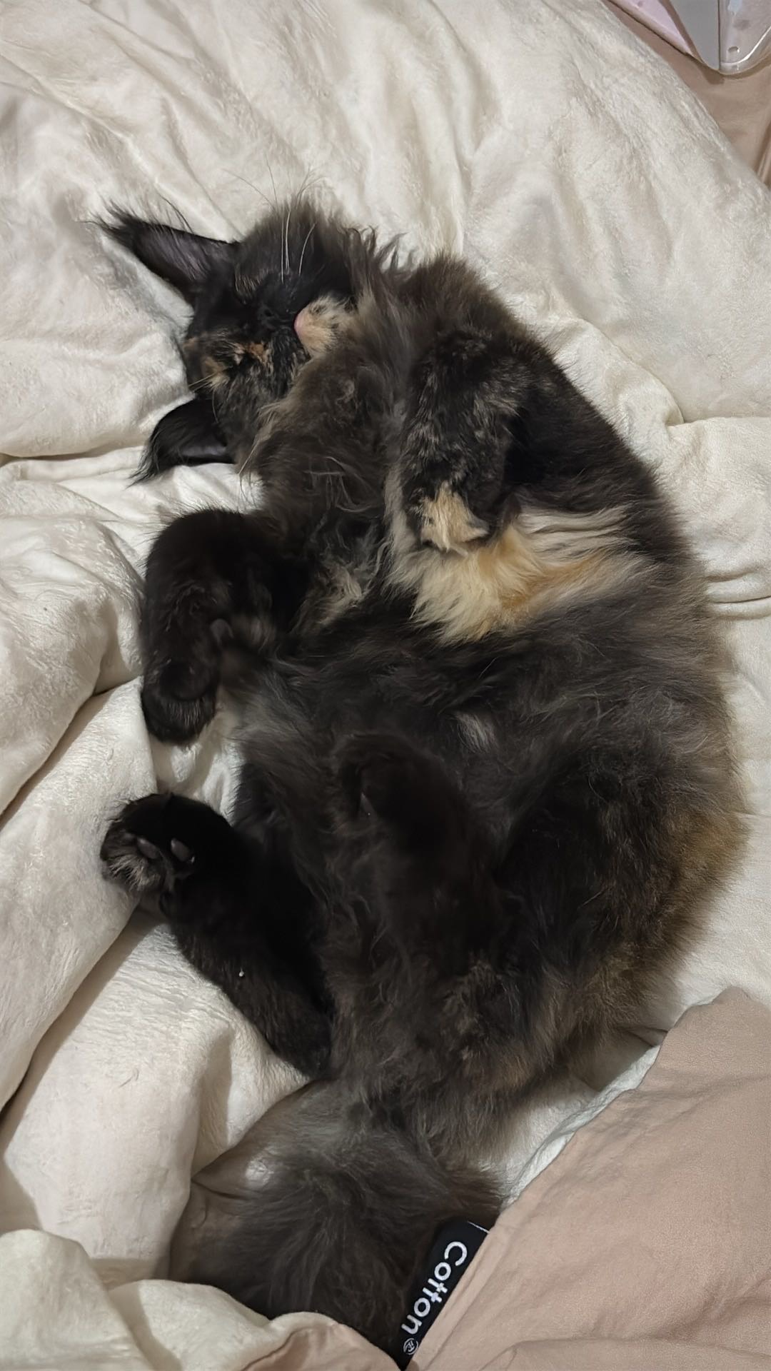 找领养 缅因猫活体 玳瑁色妹妹 家养健康活泼，性格温顺粘人，会用猫砂，吃猫粮没问题，新手也好上手。