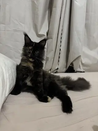 找领养 缅因猫活体 玳瑁色妹妹 家养健康活泼，性格温顺粘人，会用猫砂，吃猫粮没问题，新手也好上手。