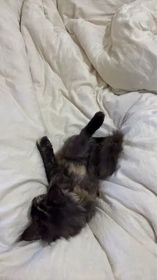 找领养 缅因猫活体 玳瑁色妹妹 家养健康活泼，性格温顺粘人，会用猫砂，吃猫粮没问题，新手也好上手。