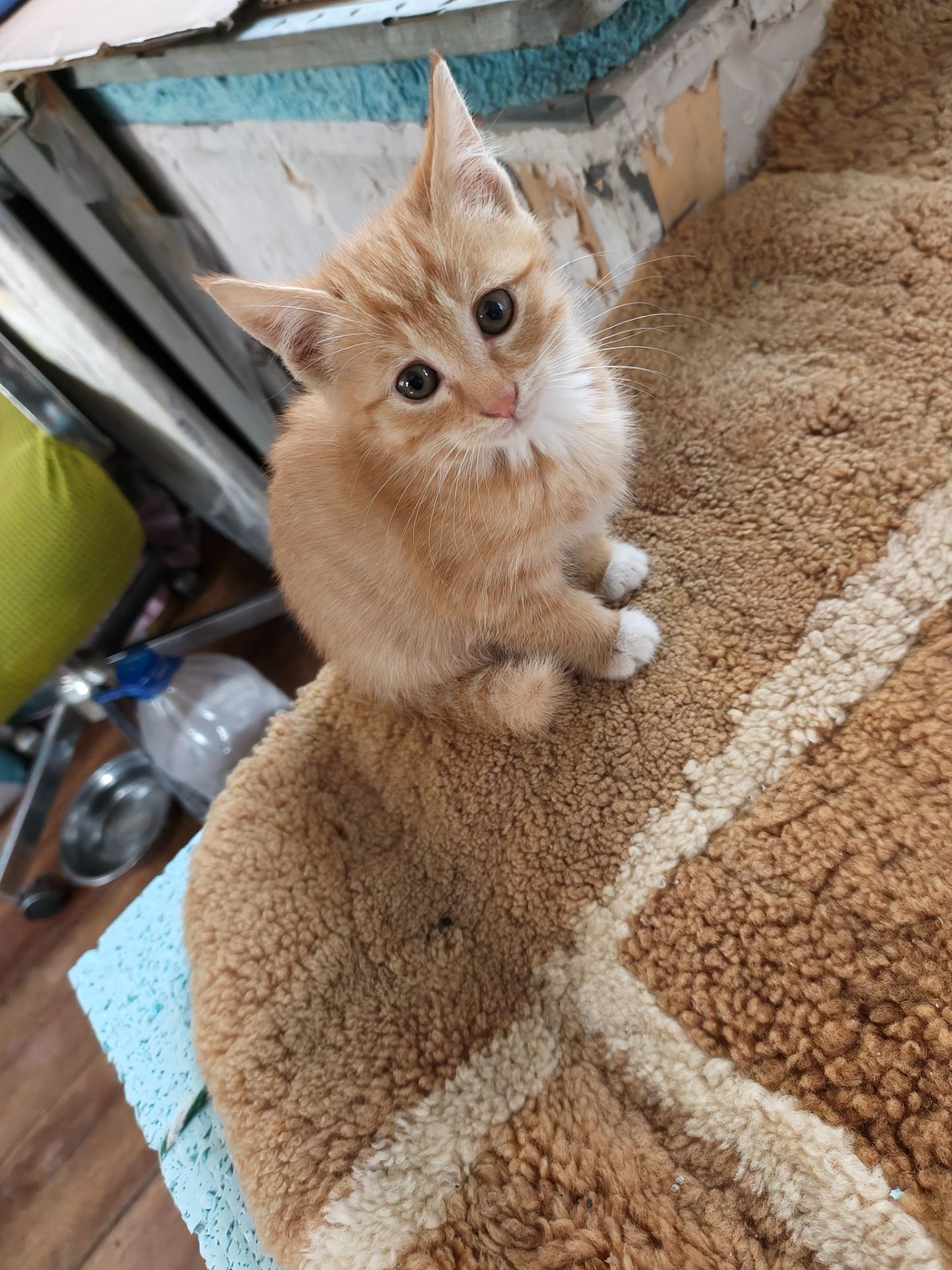 超可爱小橘猫，一个多月会用猫砂，干净粘人，要求能给打疫苗，不离不弃有病就医，农村养不送