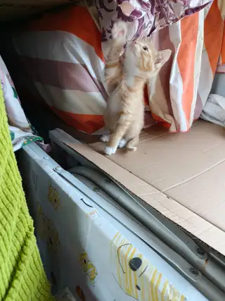 超可爱小橘猫，一个多月会用猫砂，干净粘人，要求能给打疫苗，不离不弃有病就医，农村养不送
