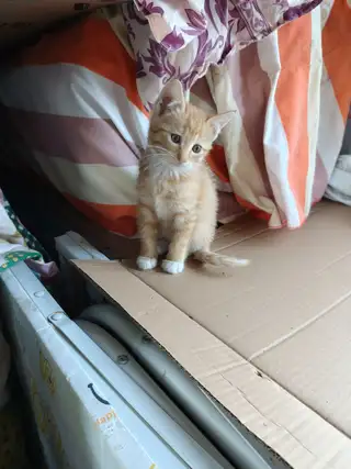 超可爱小橘猫，一个多月会用猫砂，干净粘人，要求能给打疫苗，不离不弃有病就医，农村养不送